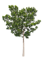 Beautiful green tree.