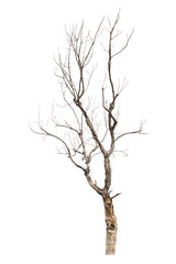 Dead tree isolated on white.