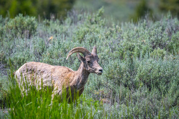 A female Bighorn Sheep in the field of Yellowstone National Park, Wyoming