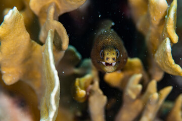 Goldentail Moray Eel