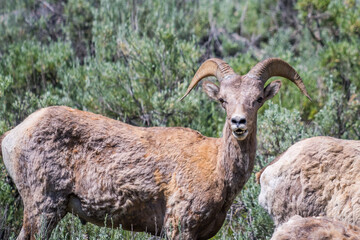 A female Bighorn Sheep in the field of Yellowstone National Park, Wyoming