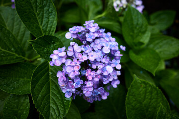 紫陽花
