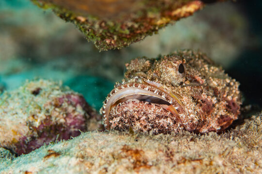 Scorpionfish