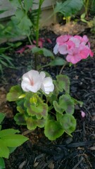 Pink and White Geranium Blooming