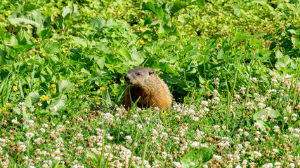 Groundhog, Woodchuck eating grass at New Overpeck County Park