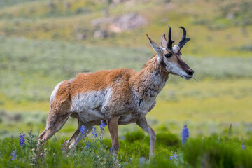 Naklejka na ściany i meble Pronghorn in the field of Yellowstone National Park, Wyoming