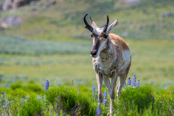 Naklejka premium Pronghorn in the field of Yellowstone National Park, Wyoming