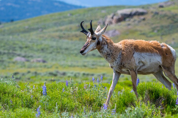 Naklejka premium Pronghorn in the field of Yellowstone National Park, Wyoming