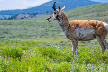 Pronghorn in the field of Yellowstone National Park, Wyoming
