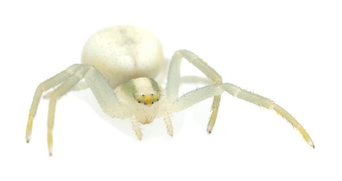 Flower crab spider, Misumena vatia isolated on white background, this spider can often be found in flowers waiting for prey