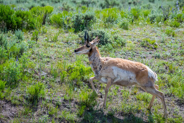 Pronghorn in the field of Yellowstone National Park, Wyoming