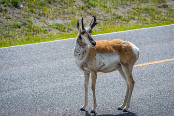 Pronghorn in the field of Yellowstone National Park, Wyoming