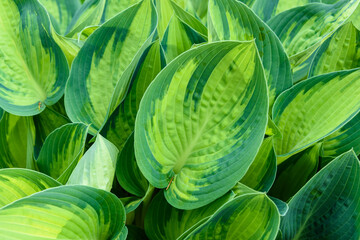 Monochromatic green variegated Hosta leaves, as a nature background 
 - obrazy, fototapety, plakaty