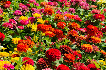 Attractive Colorful Flowers