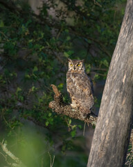 Great Horned Owl