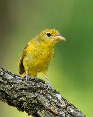 Female Summer Tanager