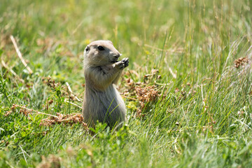 Naklejka na ściany i meble Adorable prairie dog in the Prairie Dog Town in Devils Tower National Monument, eating with his hands, standing up