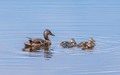 A mother mallard is taking care of her ducklings in summer