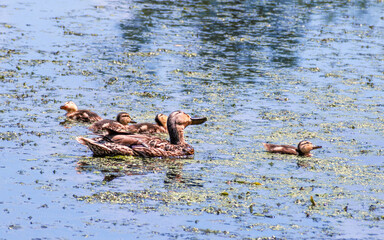 A mother mallard is taking care of her ducklings in summer