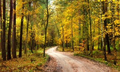 Fototapeta na wymiar Autumn landscape. Rural road in autumn forest. Yellow leaves fall of trees. 
