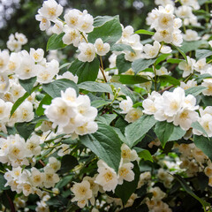 Jasmine in the Alexander Garden