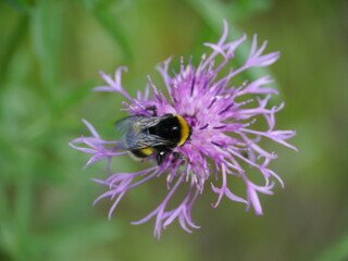 A large furry bumblebee collects nectar in a purple flower. 