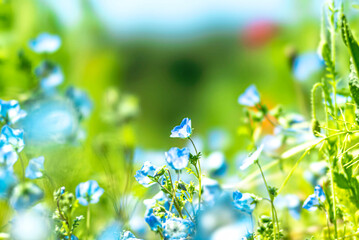 【初夏の花】群生するネモフィラ