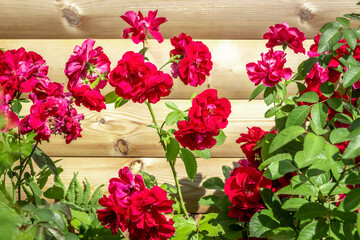 A large bush of red roses grows near a wooden wall in the backyard.