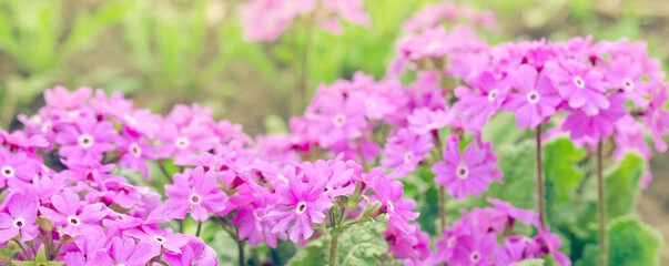 Obraz premium Blooming bright pink primula flowers