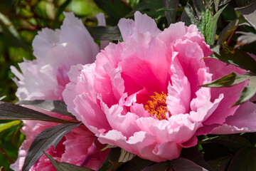Pretty pink tree peony blooming on a sunny day, as a nature background
