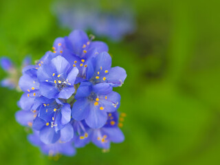 Blooming delicate blue flowers