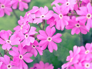 Fototapeta na wymiar Blooming bright pink primula flowers
