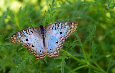 Light blue butterfly on green grass at the butterfly pavilion in LA museum of natural history
