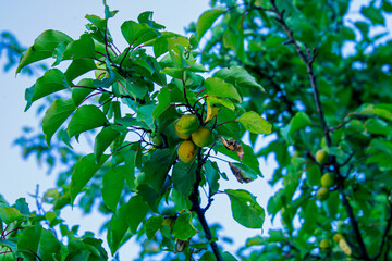 Абрикос. Плоды