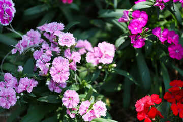 Dianthus flower are blooming in the flower garden.