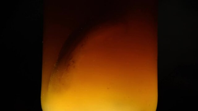Kombucha scoby moving in an orange jar