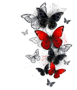 Flying black and red morpho