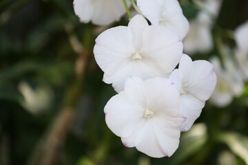 White Orchids are blooming in the flower garden.