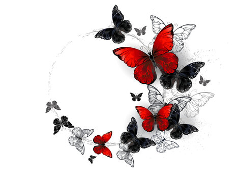 Flight of black and red butterflies morpho