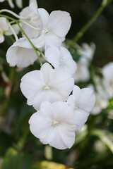 White Orchids are blooming in the flower garden.