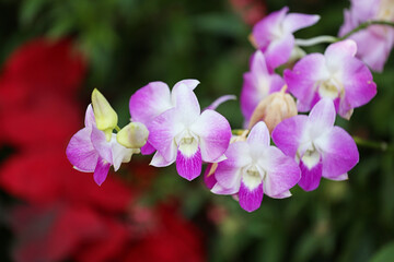 Pink Orchids are blooming in the flower garden.