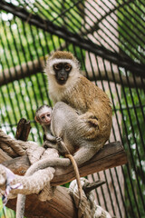 Cute monkey with a cub at the zoo