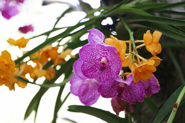 Pink Orchids are blooming in the flower garden.