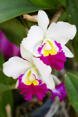 White Orchids are blooming in the flower garden.