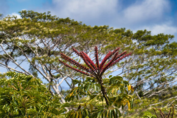 Umbrella tree(schefflera actinophylla growing on Maui.