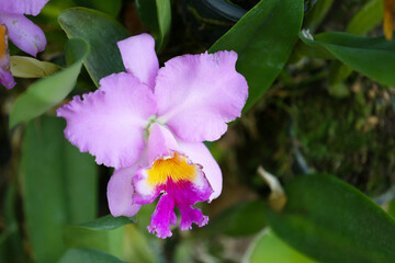 Pink Orchids are blooming in the flower garden.
