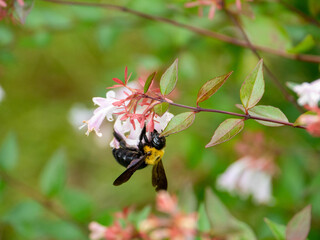 Japanese carpenter bee is sucking the nectar of glossy abelia in Fukuoka city, JAPAN. 