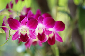 Purple Orchids are blooming in the flower garden.