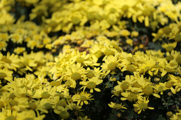 Daisies flower are blooming in the flower garden.