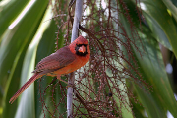 Colorful, red northern cardinal perched in a tree on Maui.